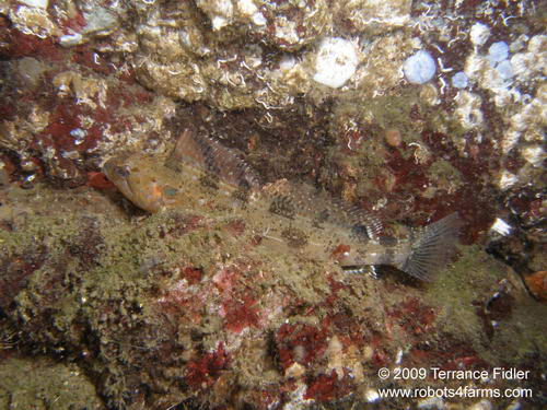 White Spotted Greenling - a fish - Daphne Islet North Saanich - scuba diving site vancouver island british columbia canada