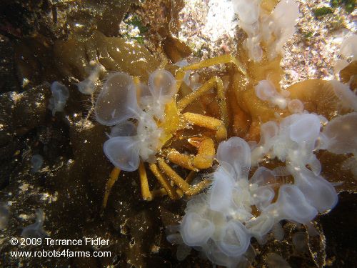 Hooded Nudibranchs riding on a Kelp Crab - Deep Cove North Saanich Sidney - scuba diving site vancouver island british columbia canada