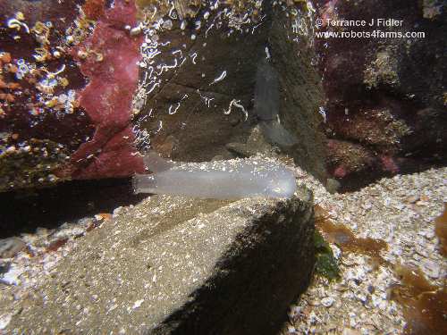 Glassy Sea Squirt - Tunicate