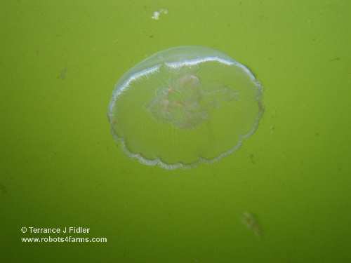 Jellyfish - Deep Cove North Saanich Sidney - scuba diving site vancouver island british columbia canada