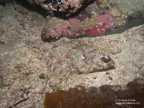 Rock Sole fish  - Deep Cove North Saanich Sidney - scuba diving site vancouver island british columbia canada