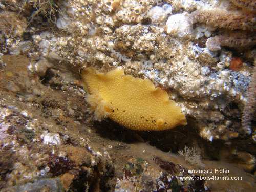 Sea Lemon nudibranch  - Deep Cove North Saanich Sidney - scuba diving site vancouver island british columbia canada