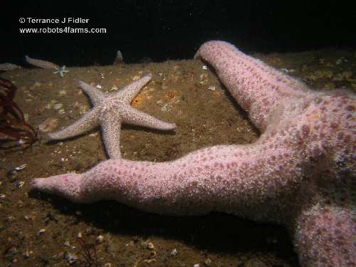 Spiny Pink Starfish  - Deep Cove North Saanich Sidney - scuba diving site vancouver island british columbia canada
