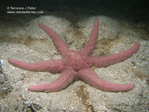 Six armed Spiny Pink Starfish  - Deep Cove North Saanich Sidney - scuba diving site vancouver island british columbia canada