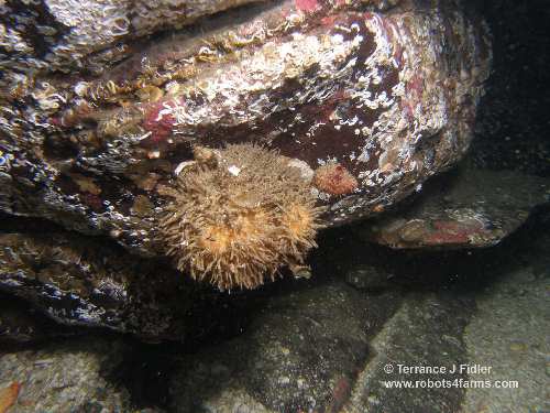 Spiny Sea Squirt - tunicate