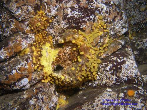 Yellow Boring Sponge - Deep Cove North Saanich Sidney - scuba diving site vancouver island british columbia canada