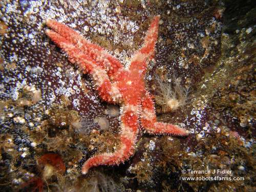 Painted Sea Starfish  - Dolphin Beach Nanoose Bay - scuba diving site vancouver island british columbia canada