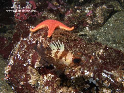 Quillback Rockfish fish  - Dolphin Beach Nanoose Bay - scuba diving site vancouver island british columbia canada