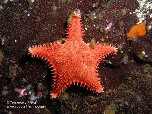Spiny Red Starfish  - Dolphin Beach Nanoose Bay - scuba diving site vancouver island british columbia canada