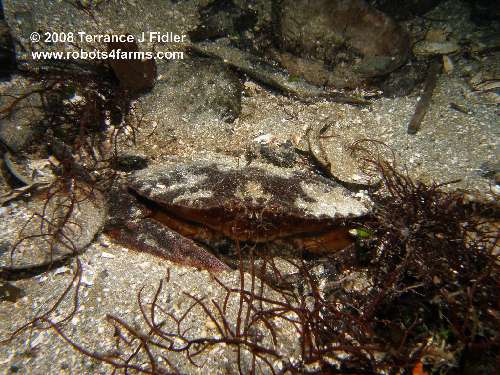 Red Rock Crab crustacean  - Elliot's Beach Park Ladysmith - scuba diving site vancouver island british columbia canada