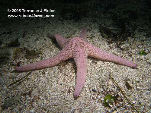 Spiny Pink Star starfish echinoderm - Elliot's Beach Park Ladysmith - scuba diving site vancouver island british columbia canada