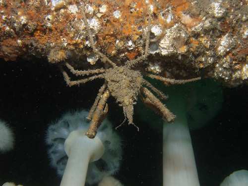 Decorator Crab - Forest Island near Victoria - scuba diving site vancouver island british columbia canada