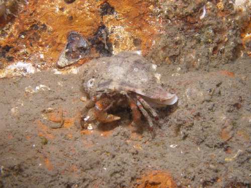 Bering Hermit Crab - Forest Island near Victoria - scuba diving site vancouver island british columbia canada