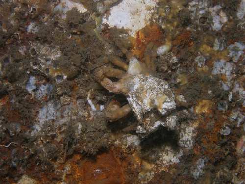Decorator Crab with Barnacles