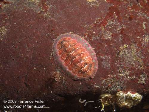 Chiton mollusk - Henderson Point North Saanich - scuba diving site vancouver island british columbia canada