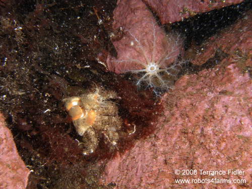 Golf Ball Crab - Henderson Point North Saanich - scuba diving site vancouver island british columbia canada