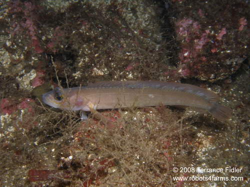 Northern Ronquil - a fish - Henderson Point North Saanich - scuba diving site vancouver island british columbia canada