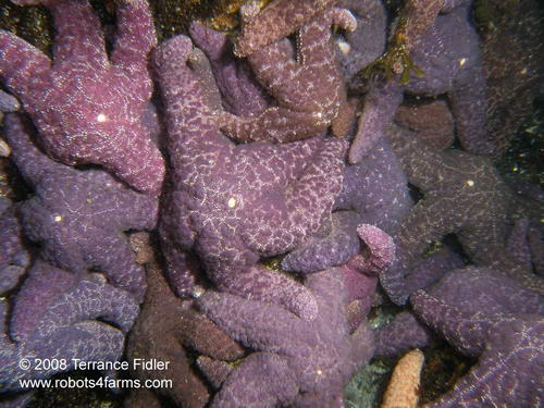 Purple Starfish - Henderson Point North Saanich - scuba diving site vancouver island british columbia canada