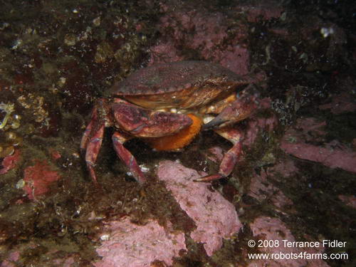 Red Rock crab carrying eggs - Henderson Point North Saanich - scuba diving site vancouver island british columbia canada