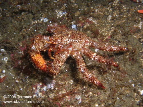 Spiny Lithode Crab - Henderson Point North Saanich - scuba diving site vancouver island british columbia canada