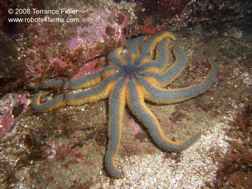 Striped Sunstar - a starfish - Henderson Point North Saanich - scuba diving site vancouver island british columbia canada