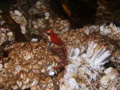 Red Sculpin fish  - Henderson Point North Saanich - scuba diving site vancouver island british columbia canada