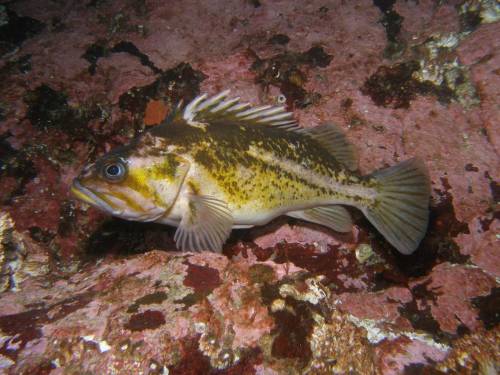 Copper Rockfish - Henderson Point North Saanich - scuba diving site vancouver island british columbia canada