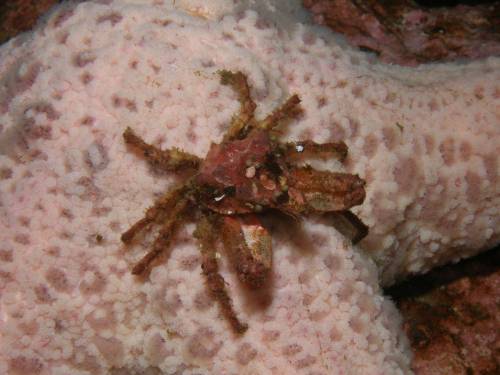 Decorator Crab on Starfish - Henderson Point North Saanich - scuba diving site vancouver island british columbia canada