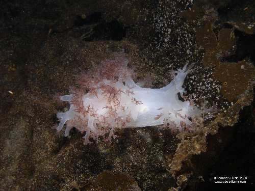 Red Dendronotid - Nudibranch - Henderson Point North Saanich - scuba diving site vancouver island british columbia canada