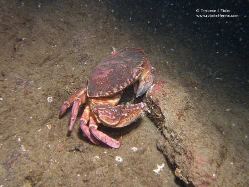 Red Rock Crab - Henderson Point North Saanich - scuba diving site vancouver island british columbia canada