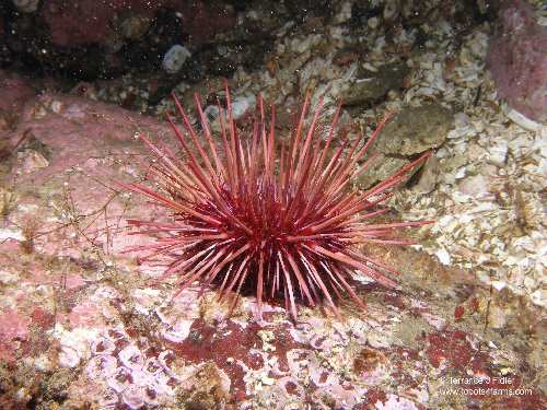 Red Sea Urchin echinoderm - Henderson Point North Saanich - scuba diving site vancouver island british columbia canada