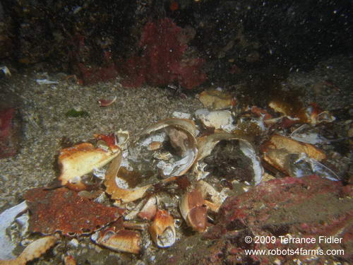 Debris field of dead crab parts in front of Octopus den