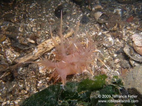 Giant Dendronotid - nudibranch