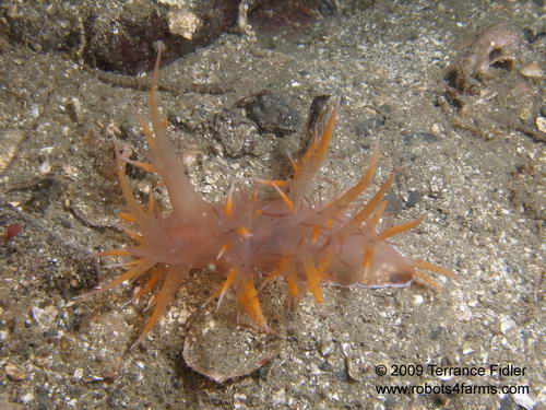 Giant Dendronotid - nudibranch - odd colour