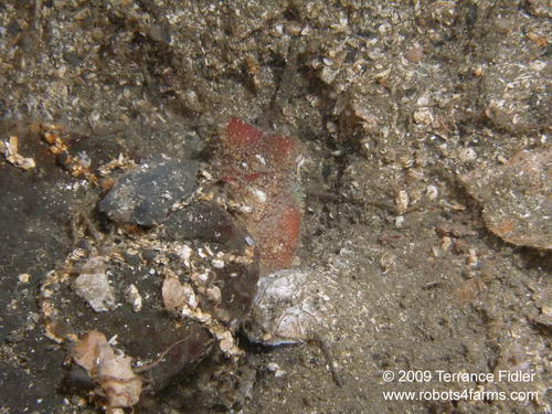 Pacific Giant Octopus - juvenile peeking out from rock