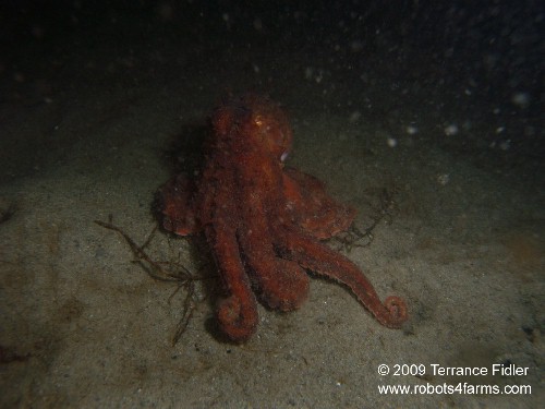 PGO Pacific Giant Octopus - cephalopod