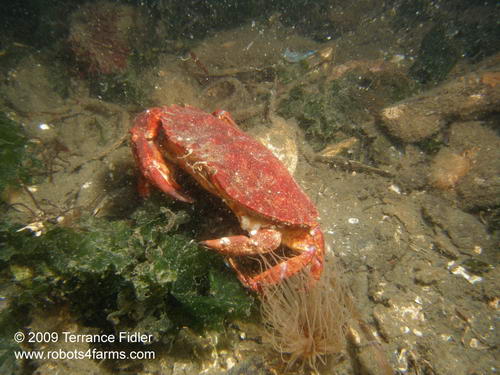 Redrock Crab