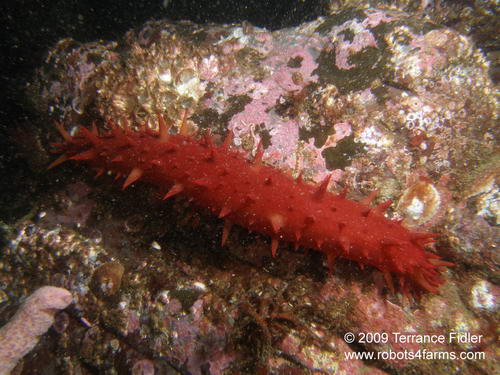 Sea Cucumber echinoderm