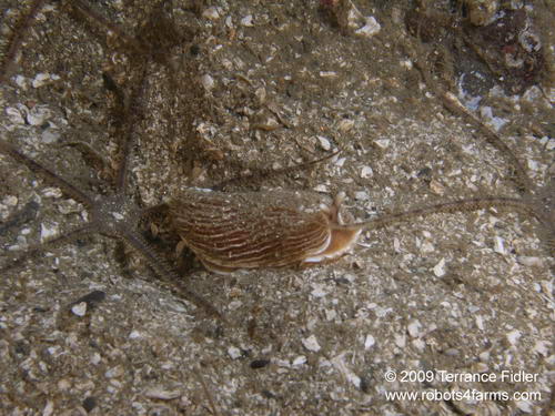 Striped Nudibranch aka Armina