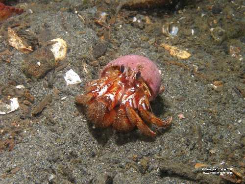 Black Eyed Hermit Crab