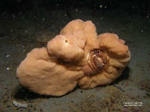 Hermit crab a sponge