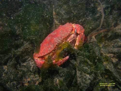 Mating Red Rock Crabs
