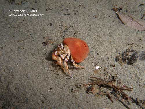 Blackeyed hermit crab