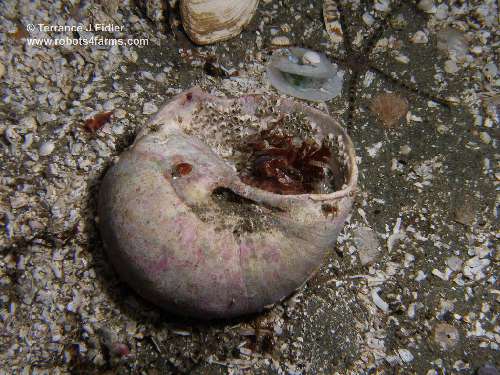 baby octopus in moon snail shell