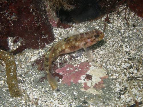 Goby or Ronquil