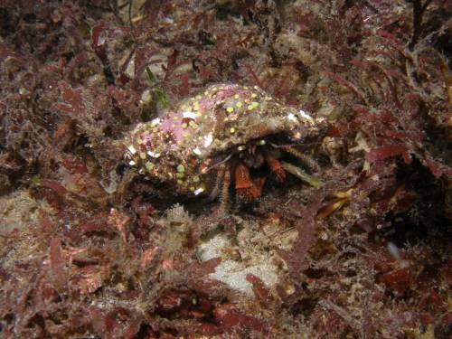 Young Bering Hermit Crab