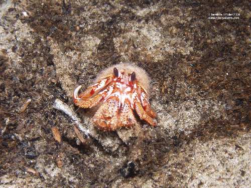 Black Eyed Hermit Crab