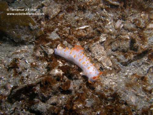 Clown Dorid or Clown Sea Slug
