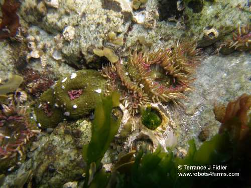 Pink Tipped Anemones