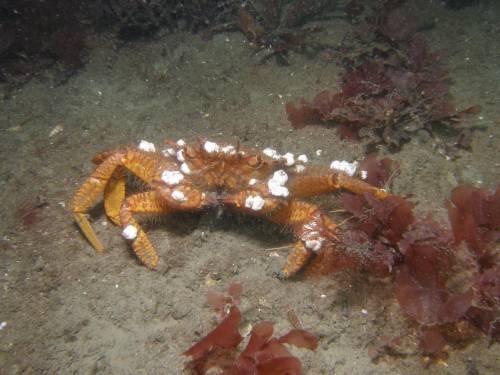 Helmet Crab with Barnacles